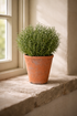 Faux Rosemary Plant in Rustic Terracotta Pot on rustic stone window ledge perfect for mediterranean inspired decor