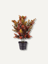 Faux Rustic Autumn Eucalyptus Plant