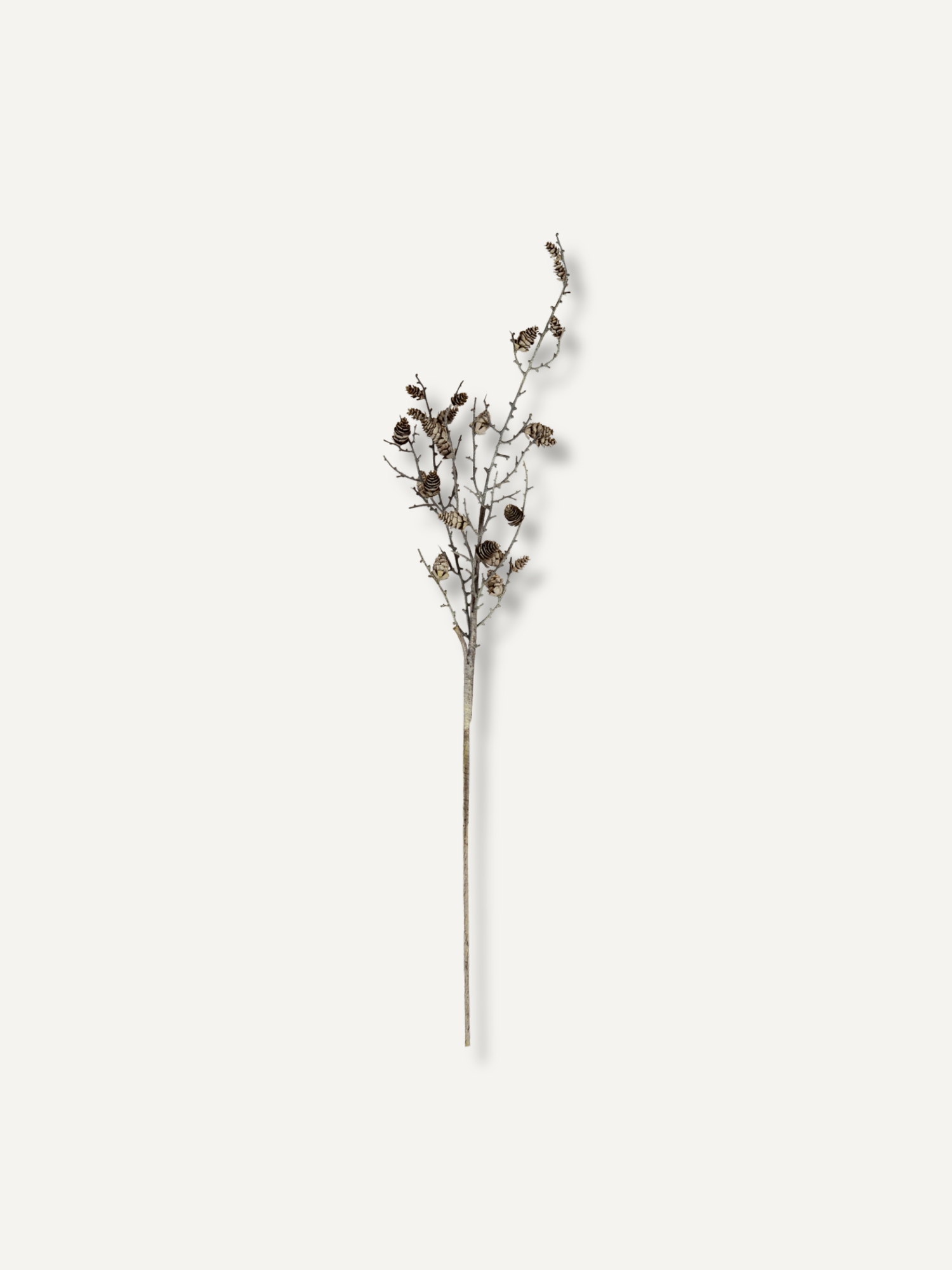 A single dried decorative branch with small brown pine cones, centered on a plain warm off-white background.