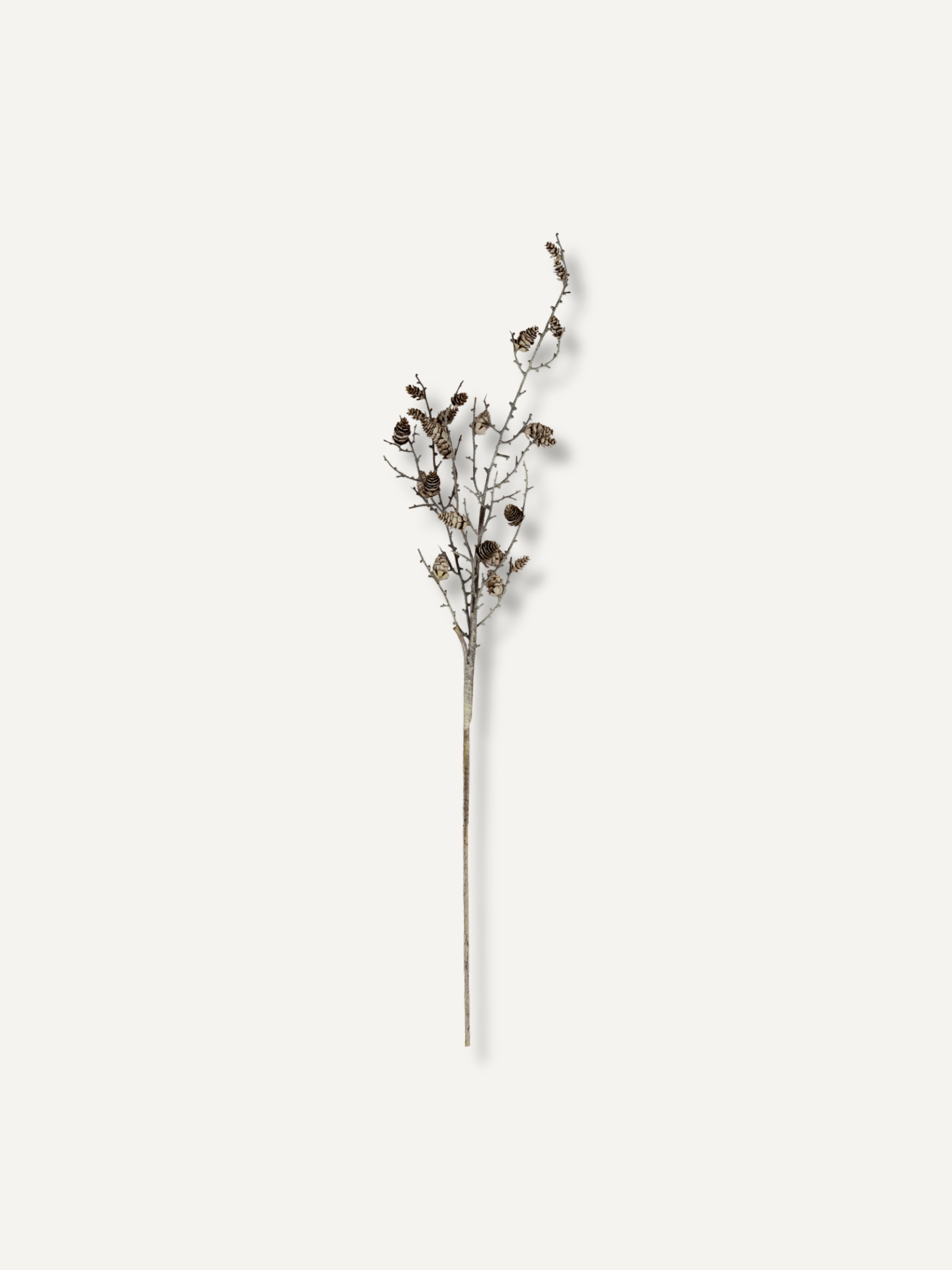 A single dried decorative branch with small brown pine cones, centered on a plain warm off-white background.