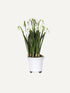 Faux potted snowdrop plant with white flowers on a light gray background, easy home styling and decor