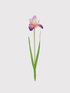 Single faux lavender and yellow iris flower with green stem on a light gray background