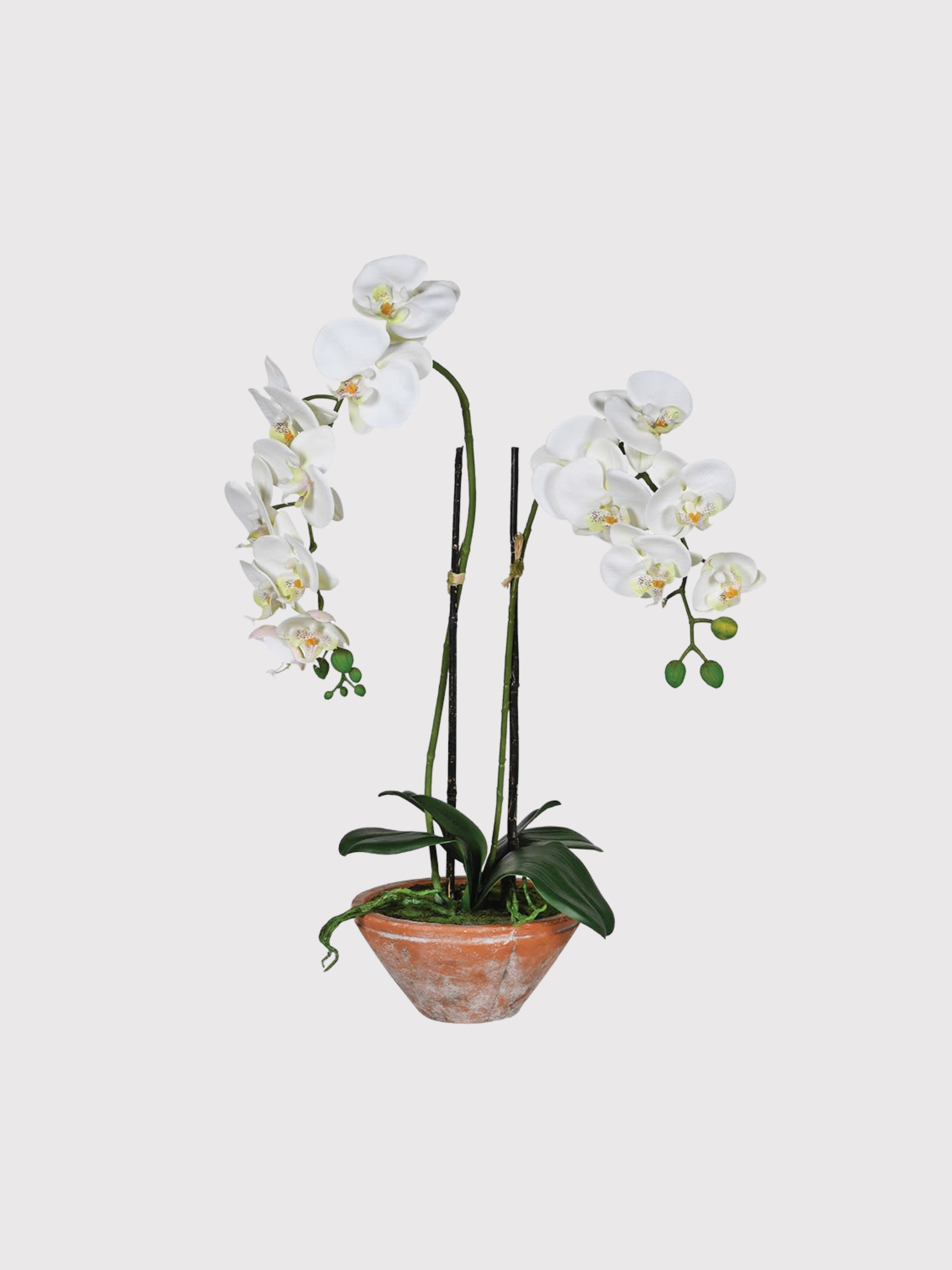 Faux Soft White Orchid in Rustic Terracotta Pot