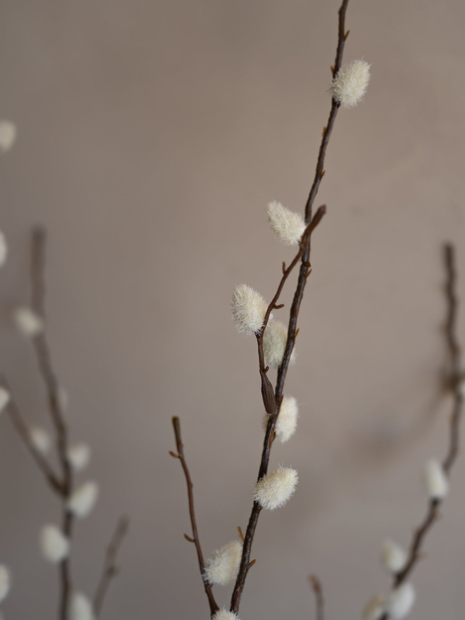 Willow branches with catkins against a neutral background