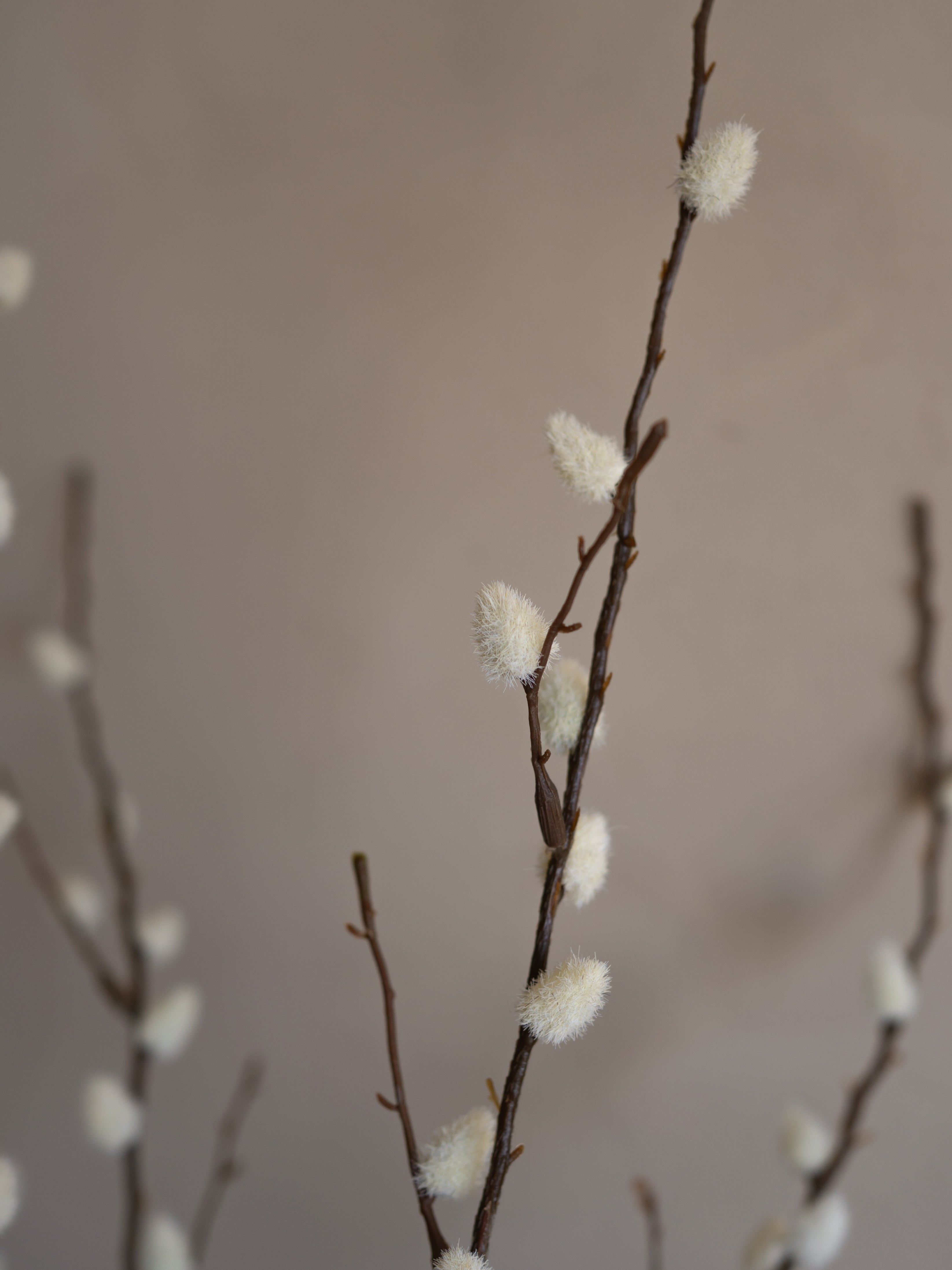 Willow branches with catkins against a neutral background