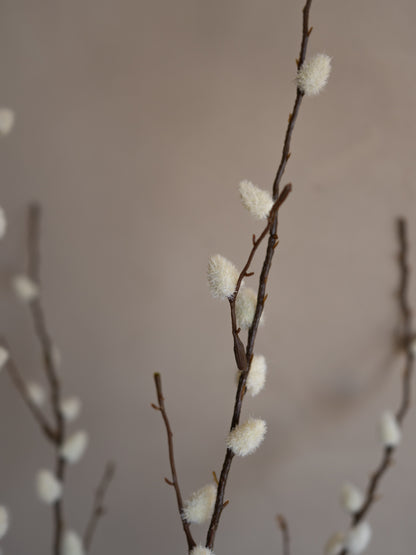 Willow branches with catkins against a neutral background