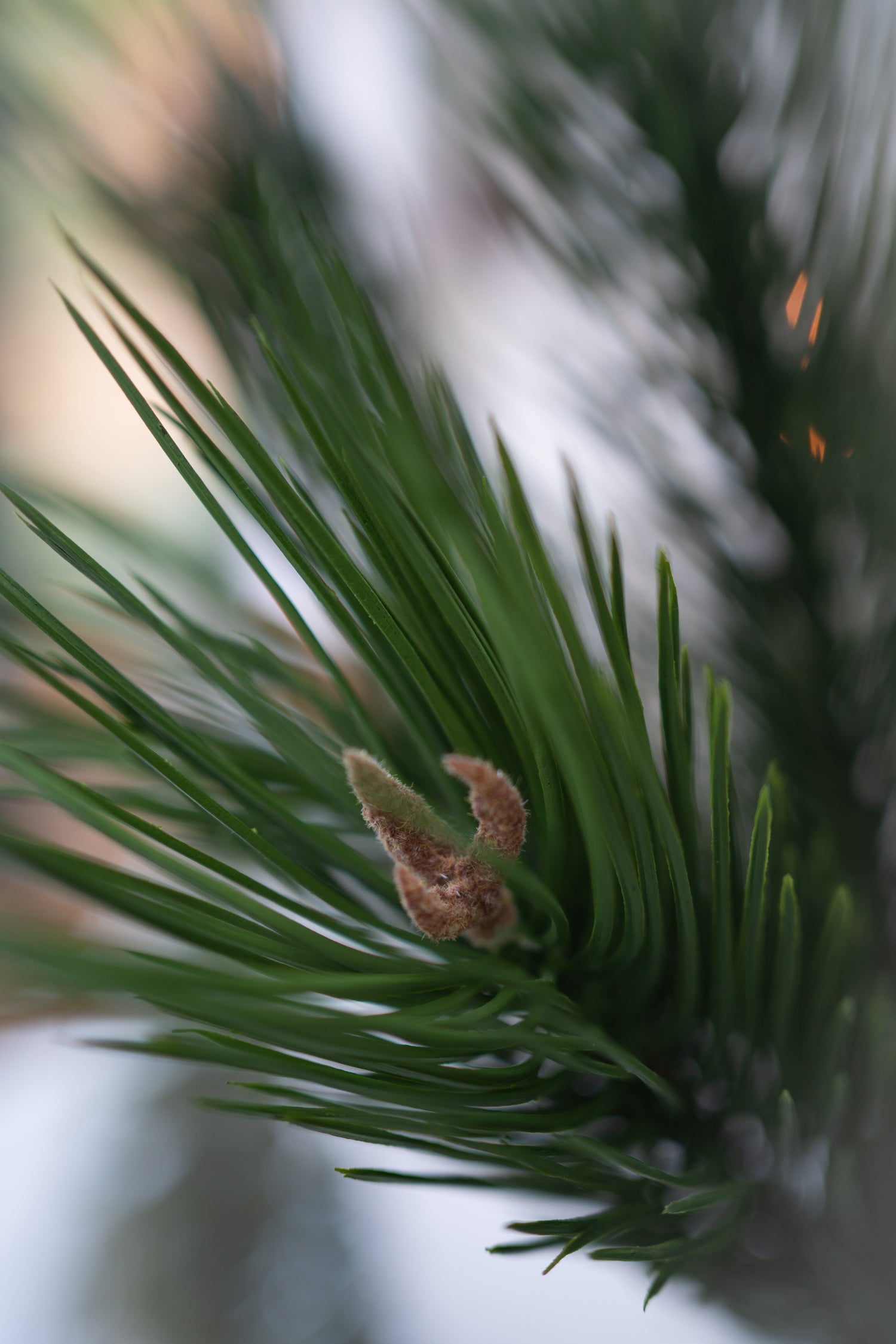 Close-up of a pine branch with a young pine cone on a blurred background