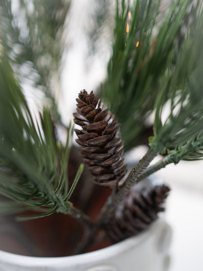Close-up of a pine cone on a branch with a blurred background