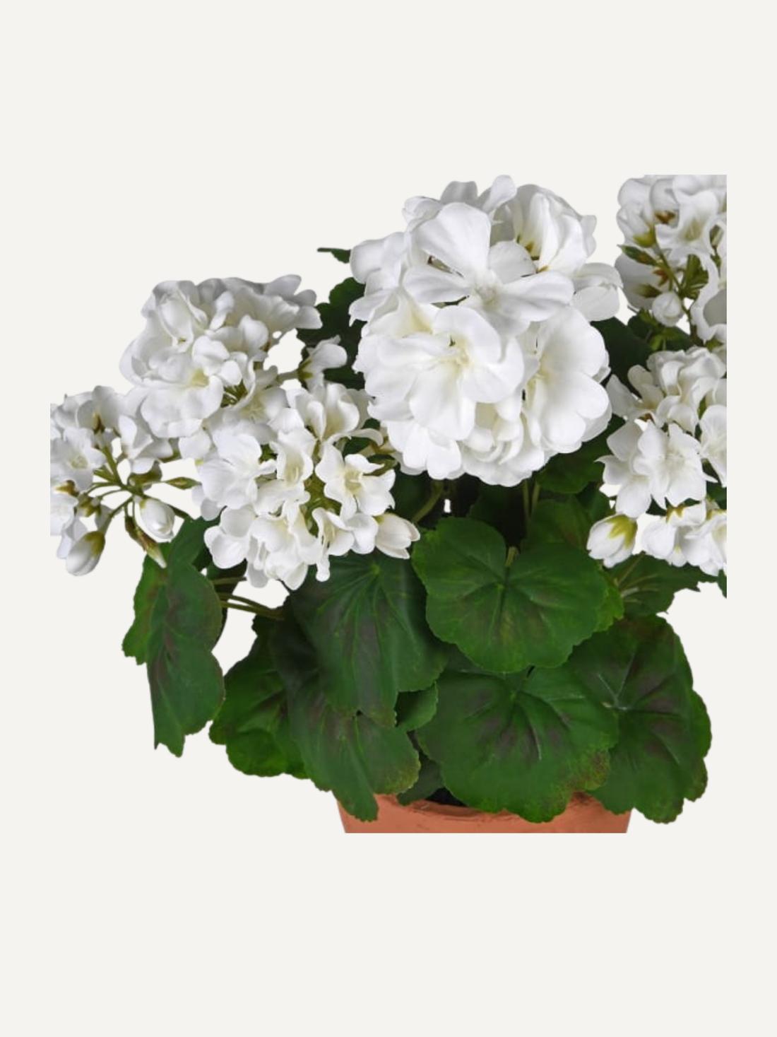 Faux white geranium plant with white flowers and green leaves on a white background