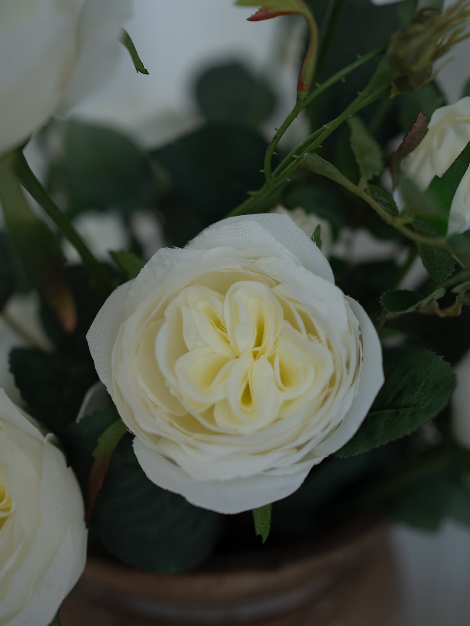 Close-up of a white rose with green leaves on a blurred background