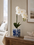 White orchid in a blue and white chinoiserie vase on a wooden table in a living room.