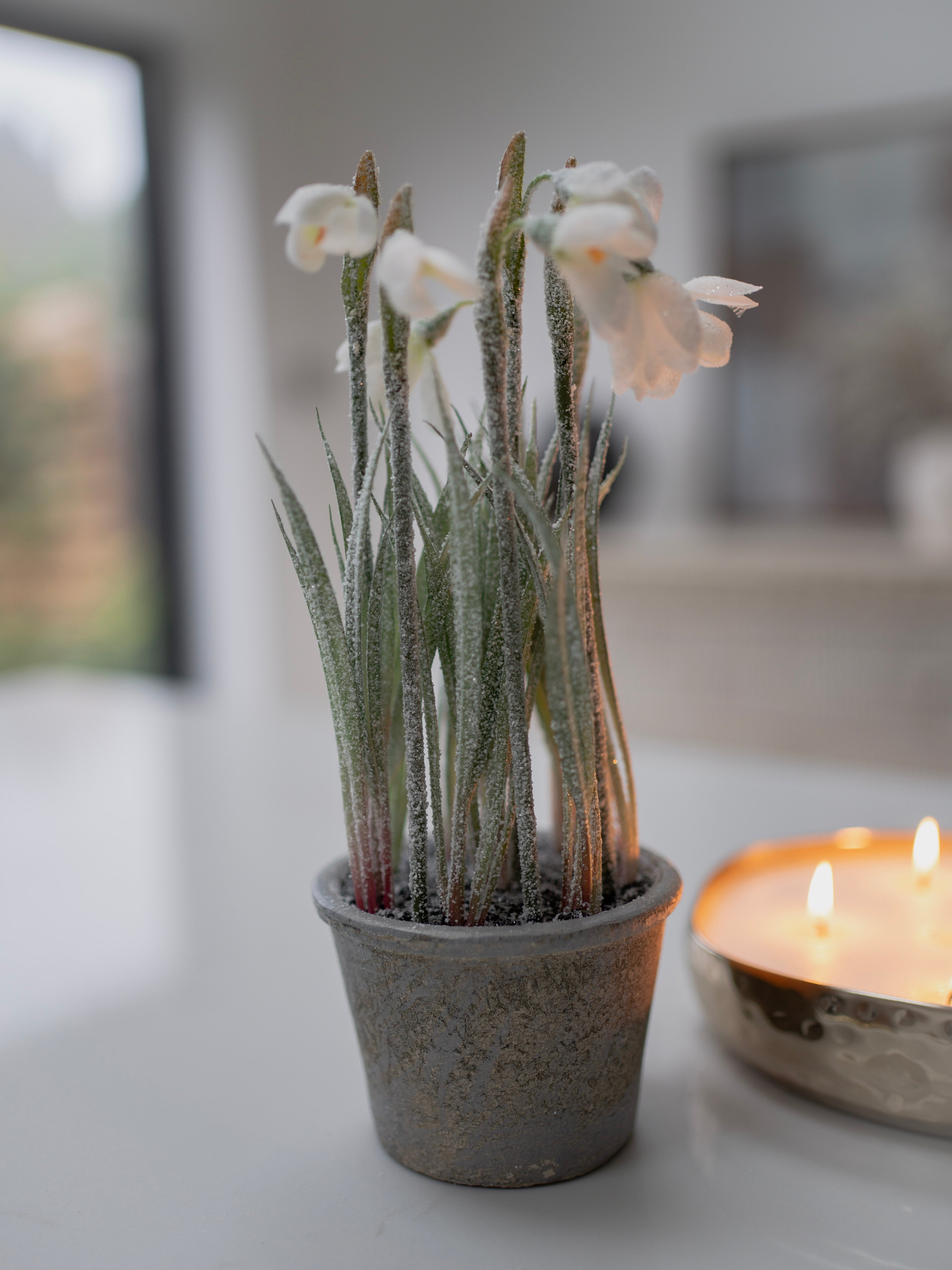 Potted faux snowdrop plant with white flowers on a blurred background