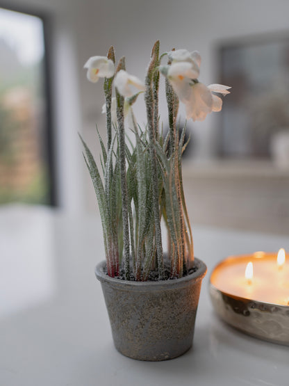 Potted faux snowdrop plant with white flowers on a blurred background