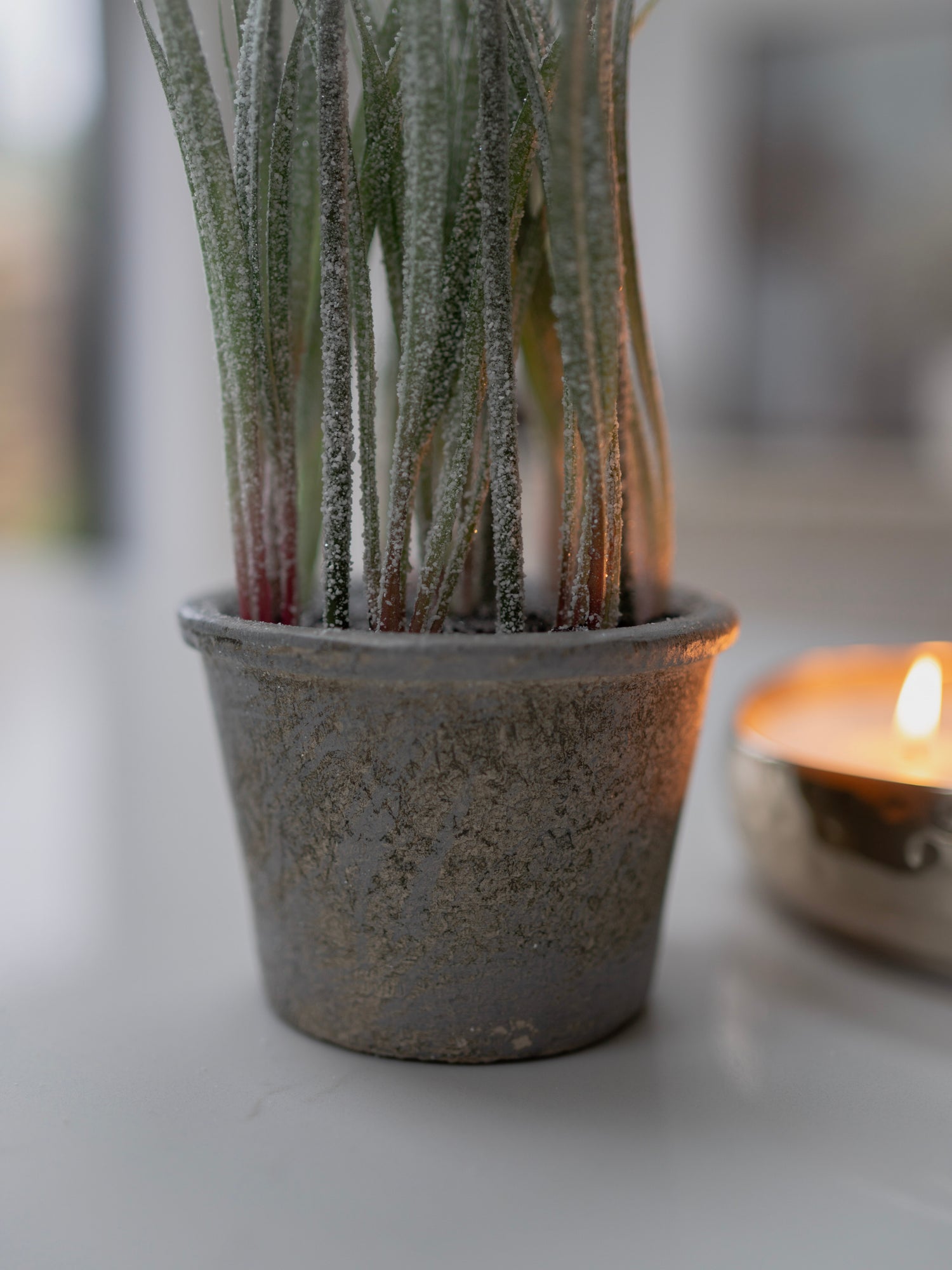 Potted plant on a table with a blurred candle in the background