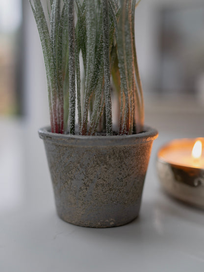Potted plant on a table with a blurred candle in the background