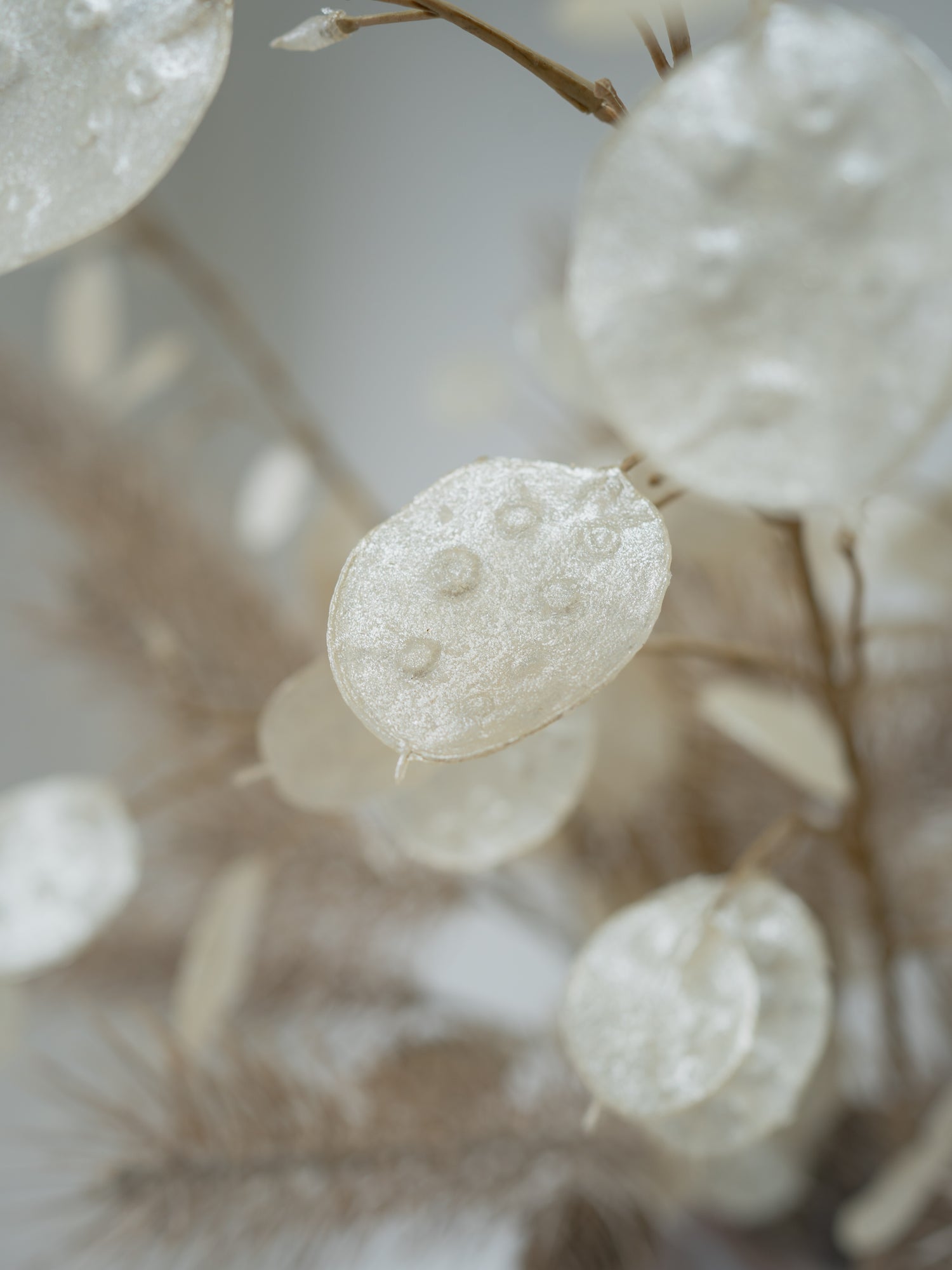 Faux White Washed Pine and Golden Silver Dollar Floral Arrangement