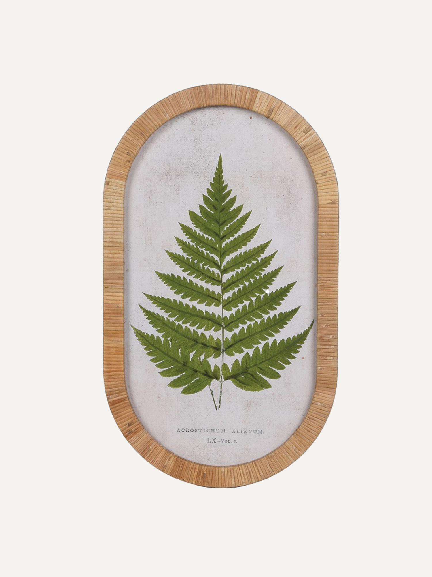 Rattan framed pressed style fern on a white background