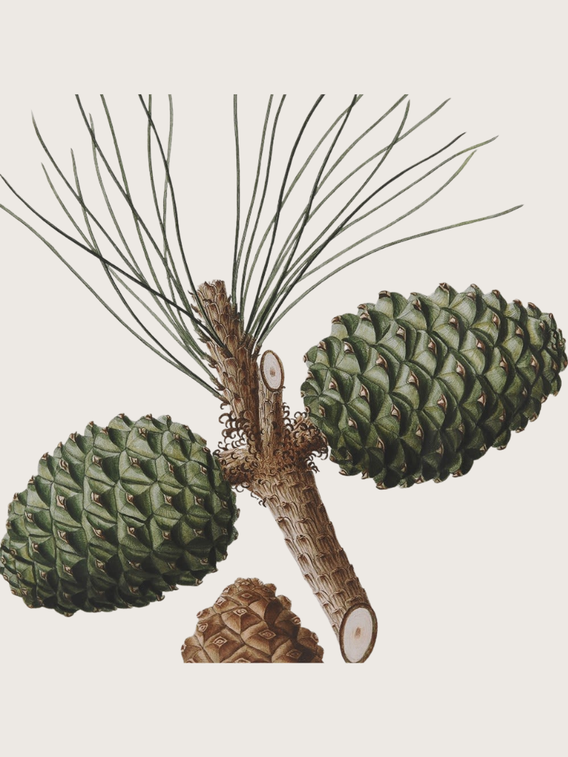 Illustration of pine cones and branches on a white background