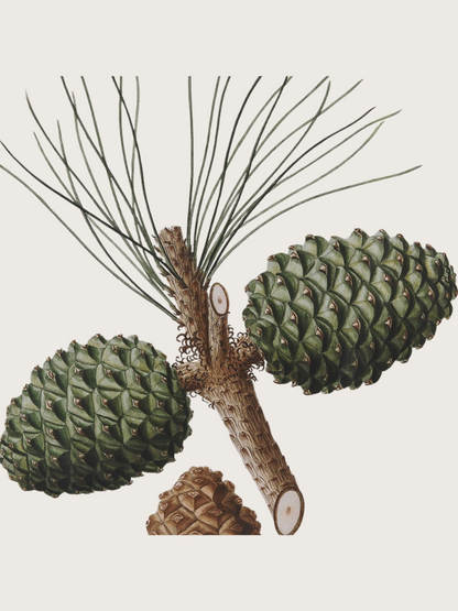 Illustration of pine cones and branches on a white background