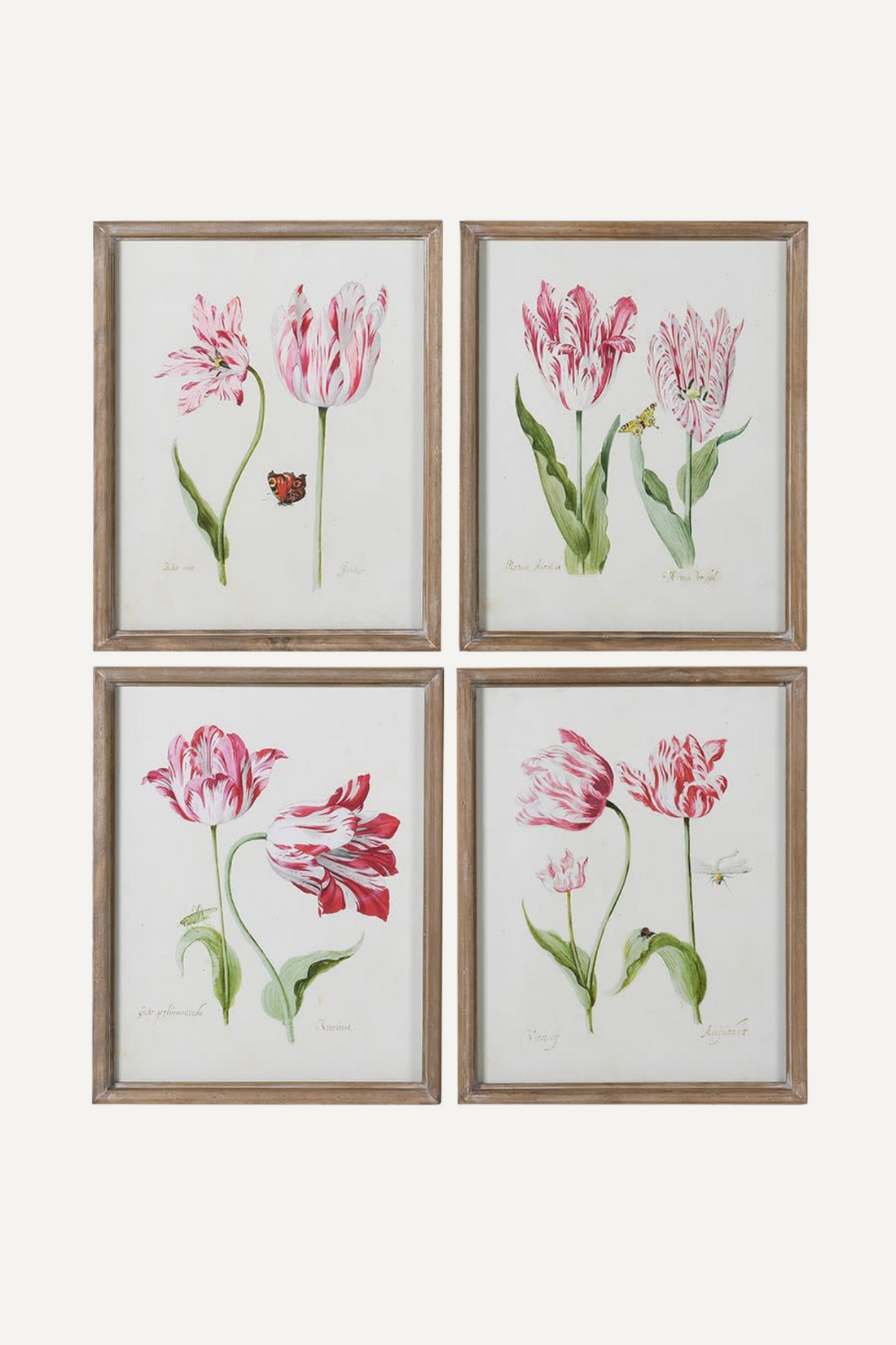 Framed Fuchsia Tulip Pictures | Set of 4