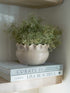 Beige ceramic pot with green plant on top of books on a shelf