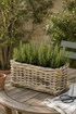 Grey buff rattan wicker planter with green rosemary plants on a wooden table outdoors