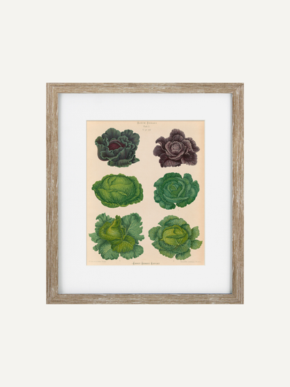 Vintage Lettuce Framed Wall Art