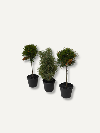 Three small artificial evergreen trees in black plastic pots, displayed against a plain off-white background.