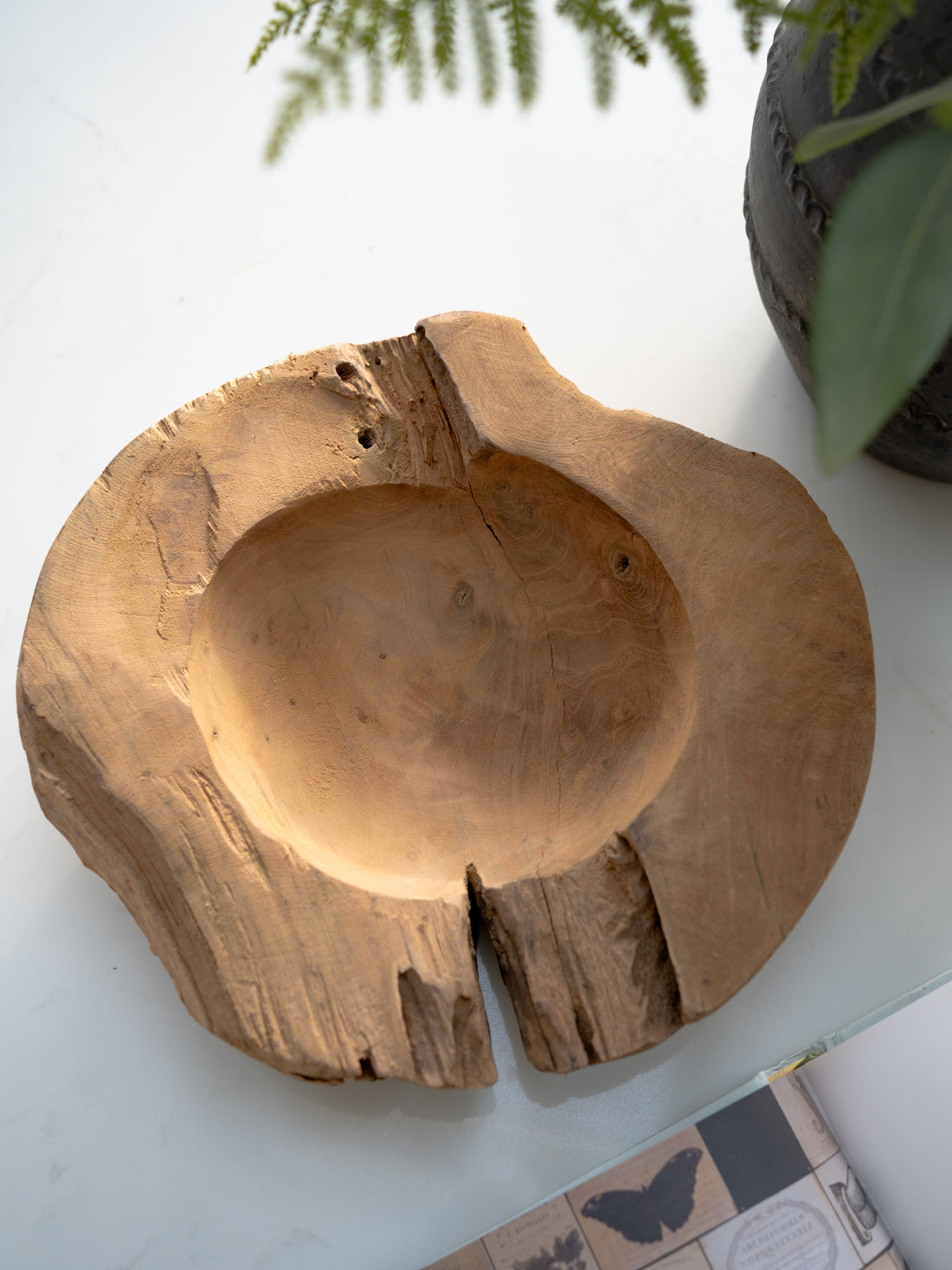 Wooden teak bowl with natural edge on a white surface with plants in the background