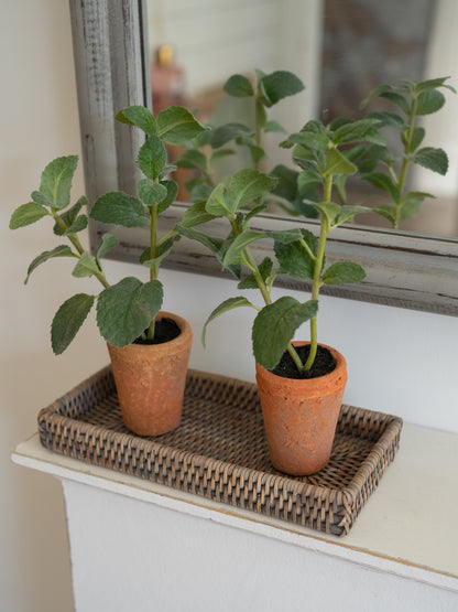 Two potted plants on a woven tray with a mirror in the background