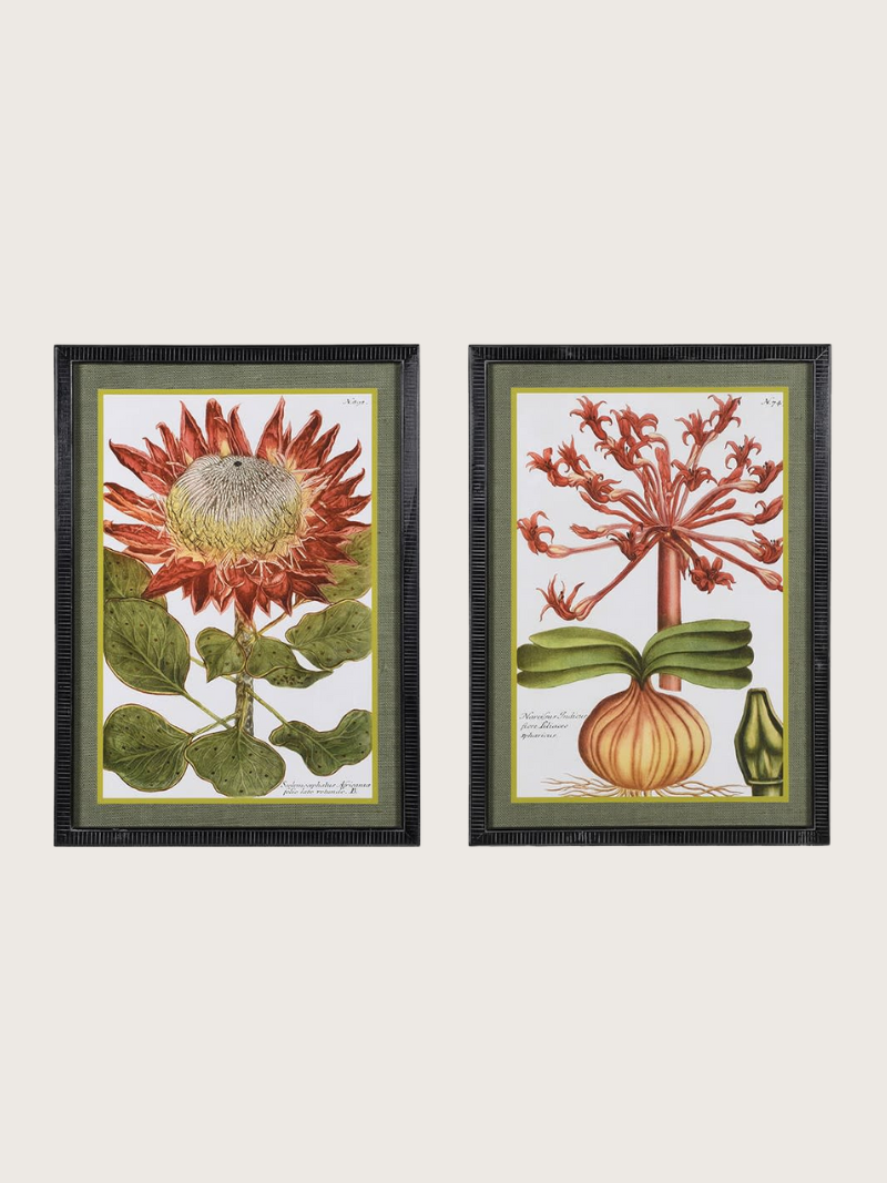 Two framed botanical prints of protea and red flower on a white background