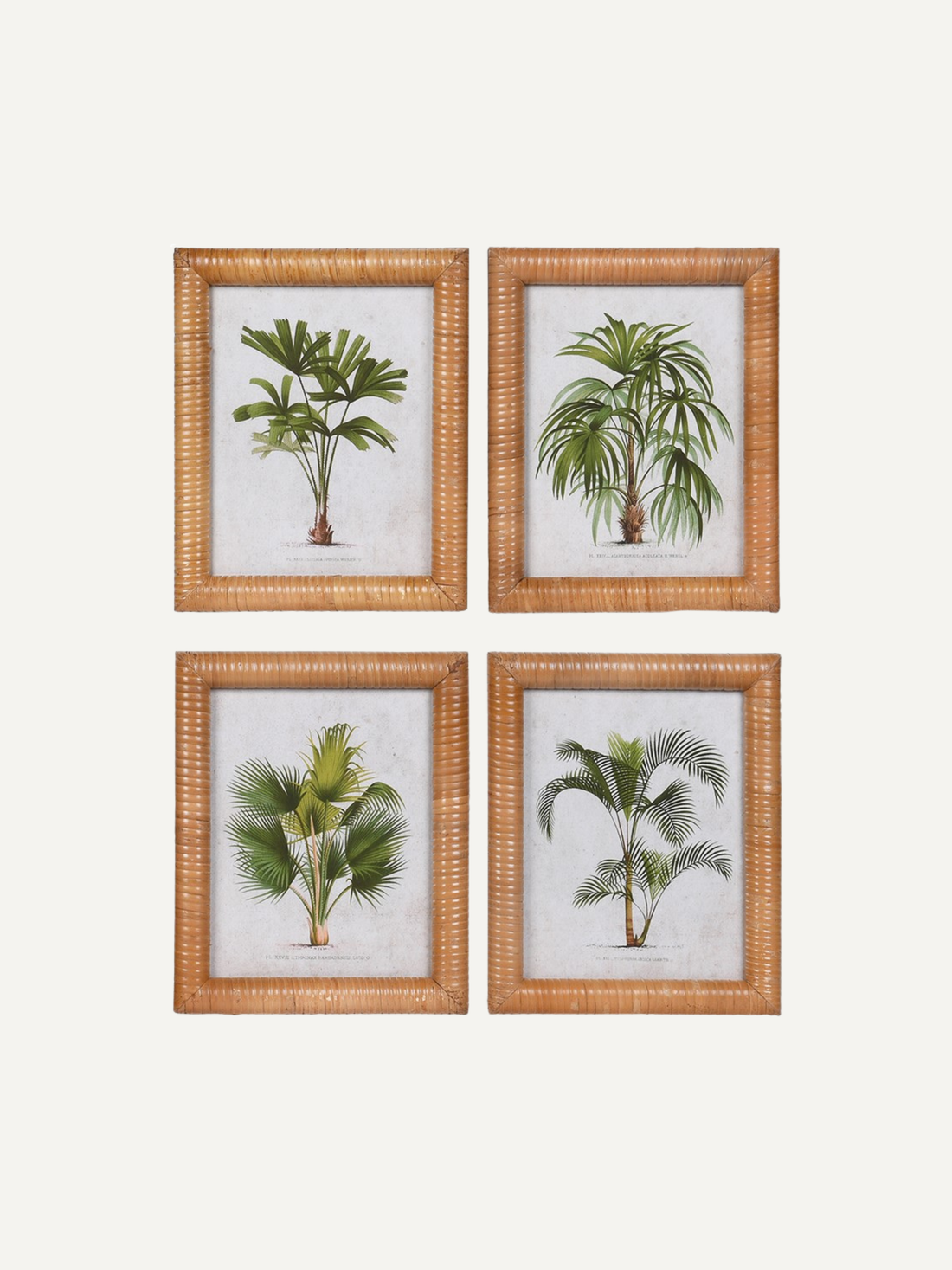 Four framed illustrations of palm trees in rattan frames on a white background