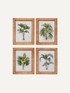 Four framed illustrations of palm trees in rattan frames on a white background