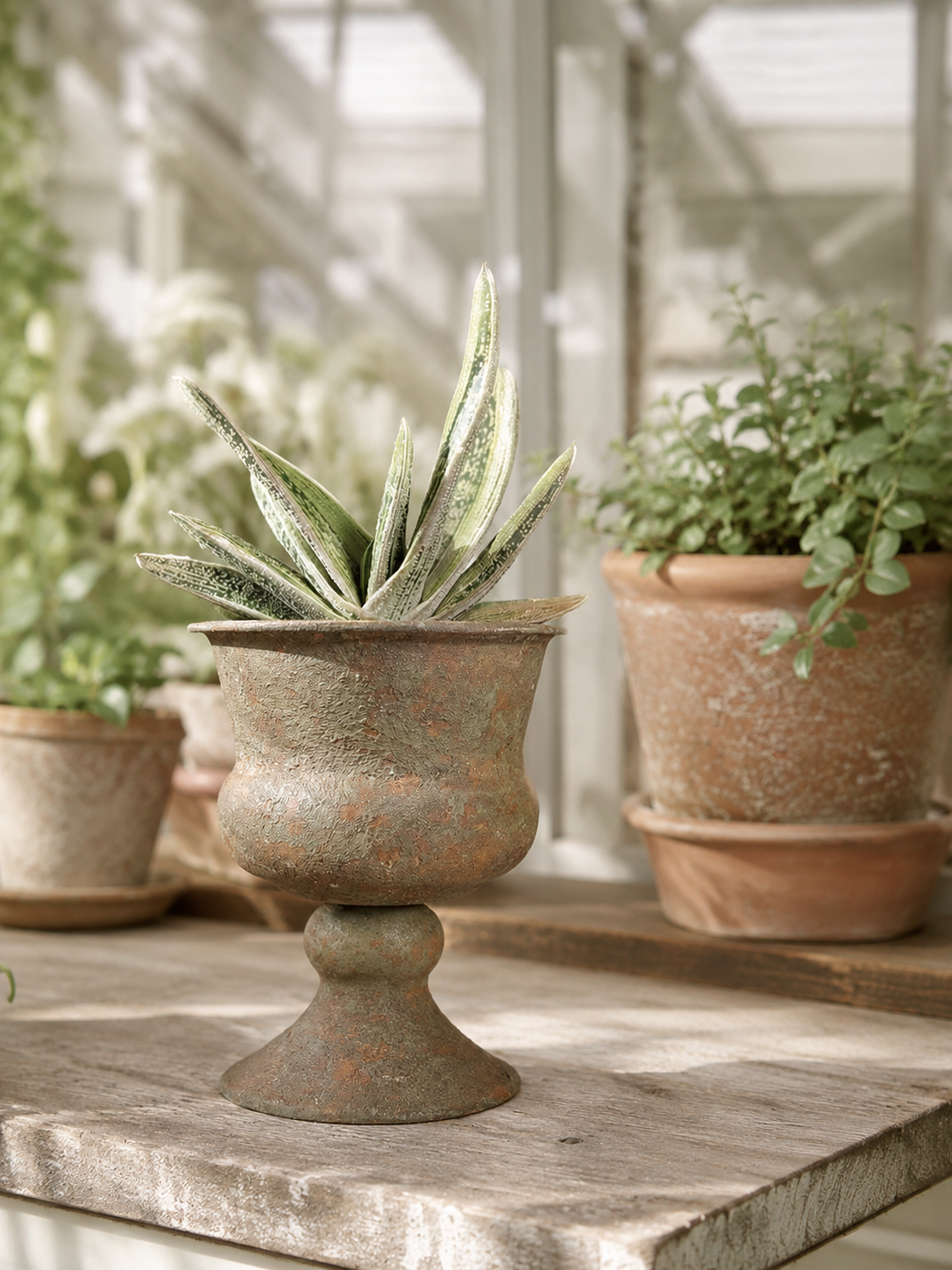 A rustic bronze-colored pedestal planter holding a variegated succulent, displayed on a stone table inside a sunlit greenhouse with other potted plants in the background.