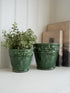 Two green ceramic pots with plants on a white surface