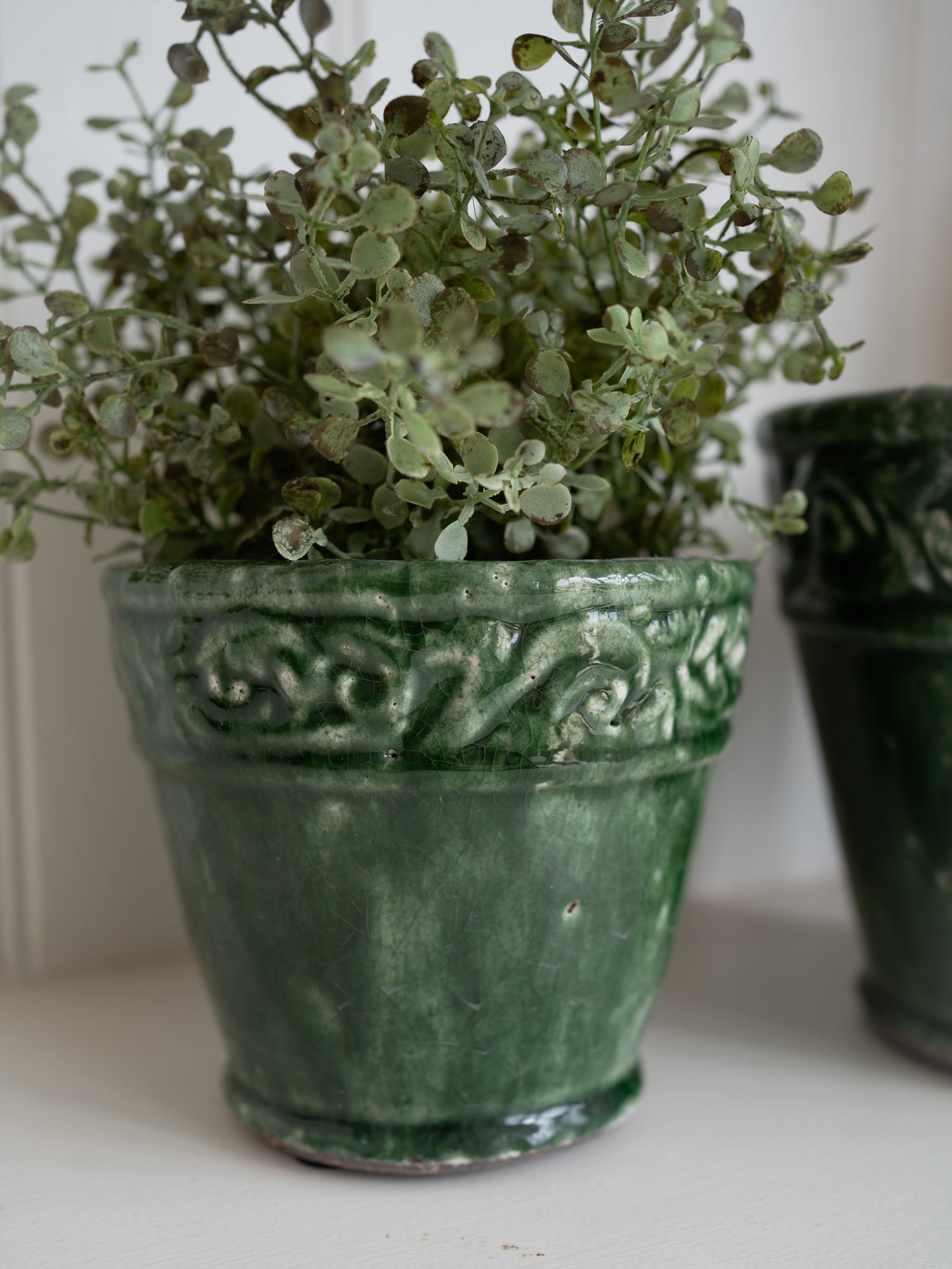 Green potted plant in an ornate pot on a white surface