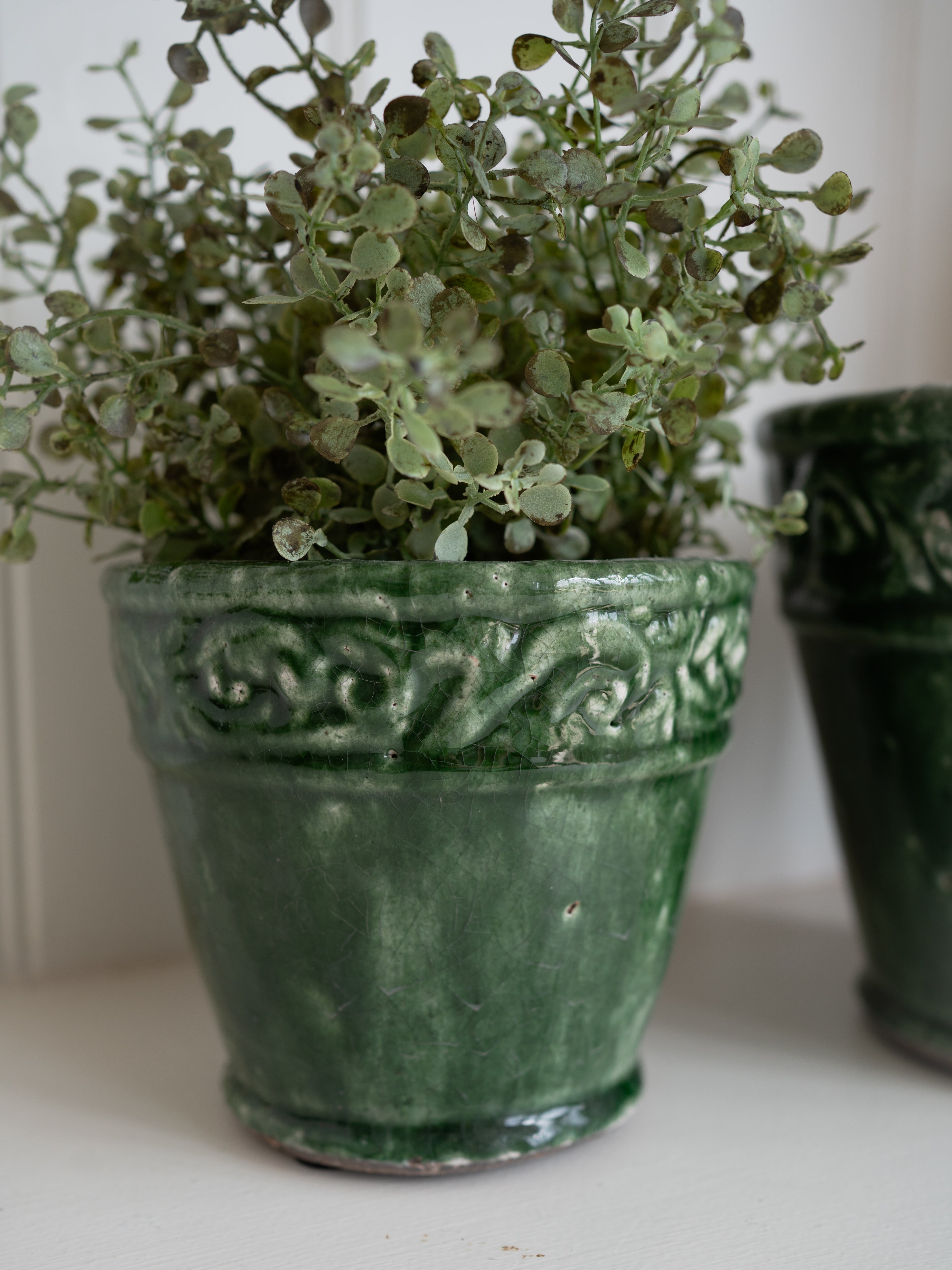 Green potted plant in an ornate pot on a white surface