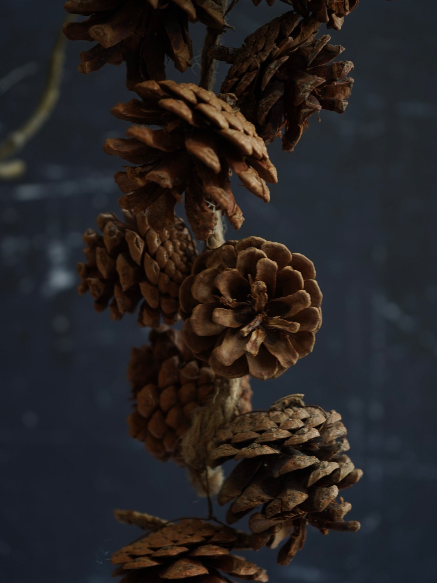 Cluster of pine cones on a dark background