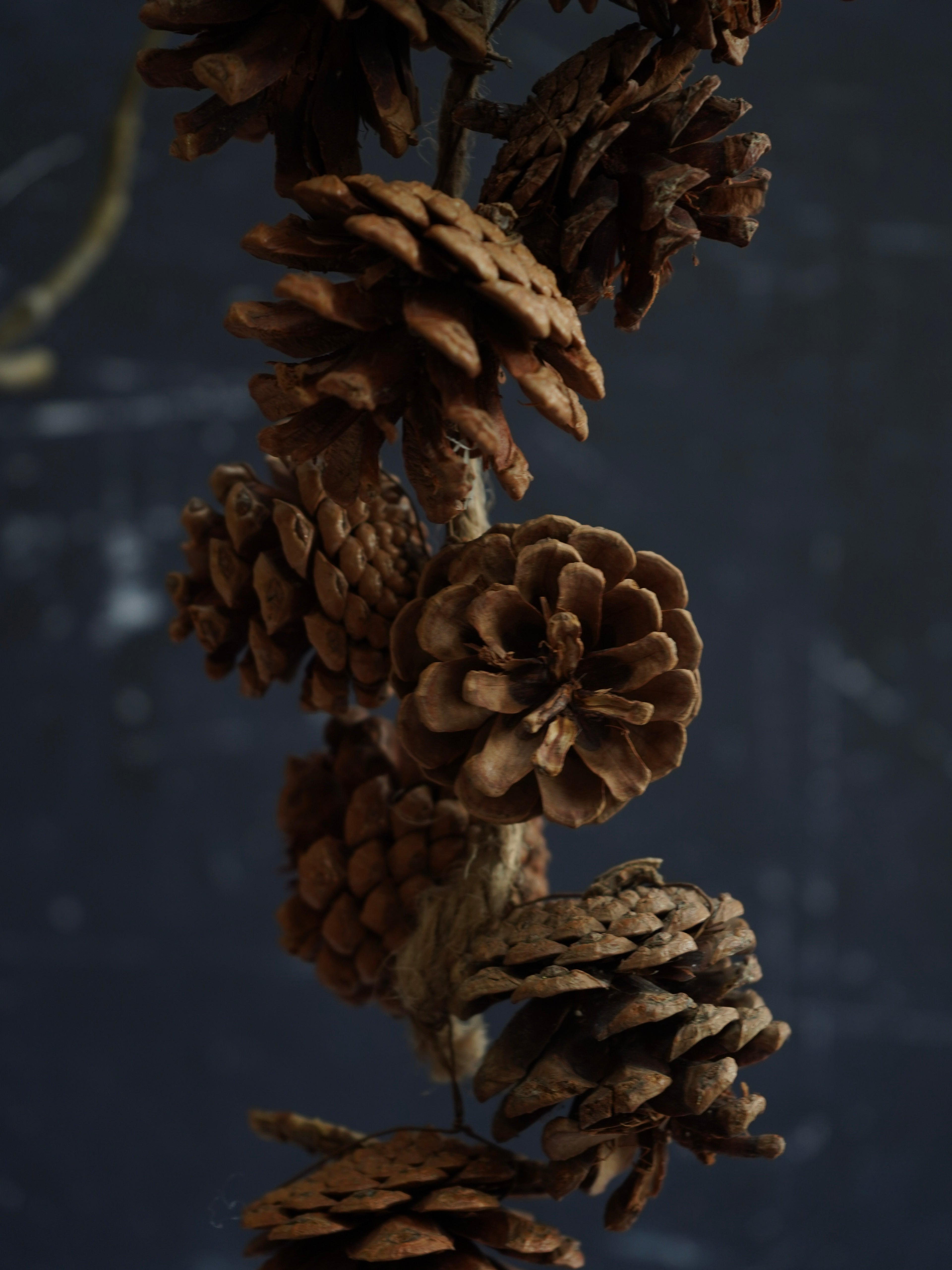 Cluster of pine cones on a dark background