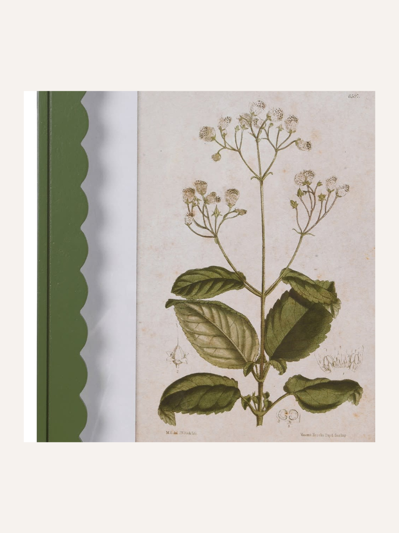 Framed wall print with a botanical illustration on the cover
