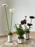 Set of Three Faux Cosmos and Fern Potted Plants