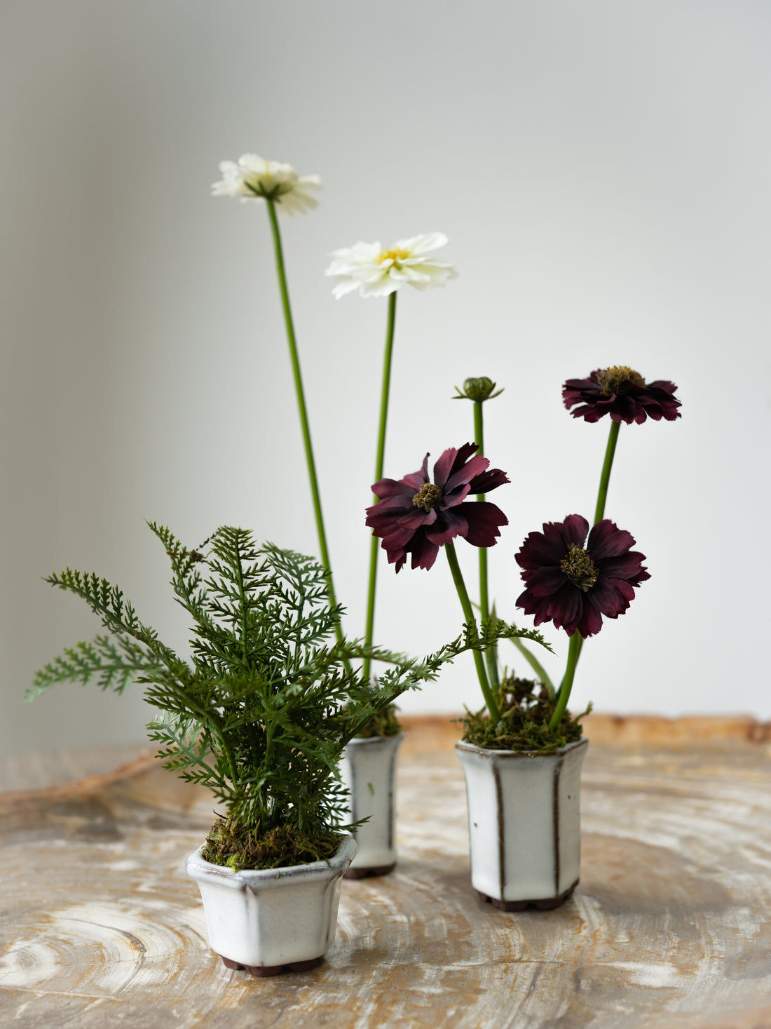 Set of Three Faux Cosmos and Fern Potted Plants 