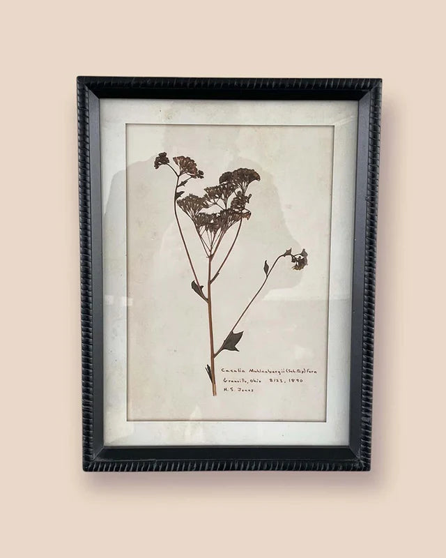 Vintage Achillea Pressed Flower Wall Art