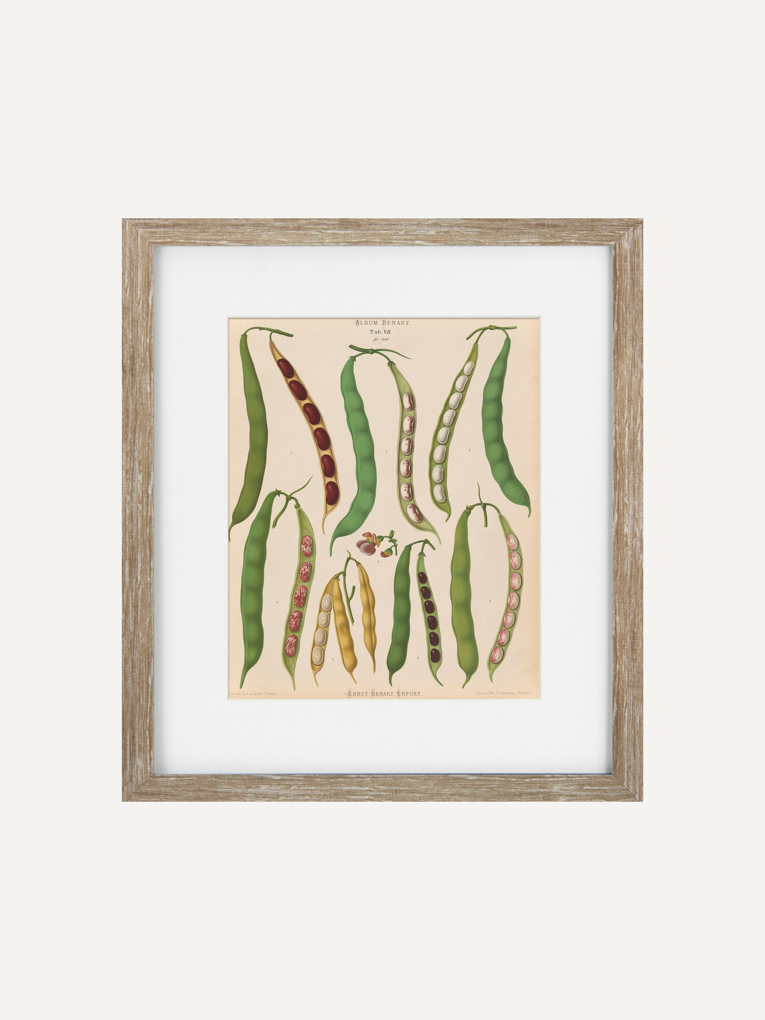 Framed botanical art print featuring vintage illustrations of various green and red bean pods on a beige background, enclosed in a light wood frame with a white mat.