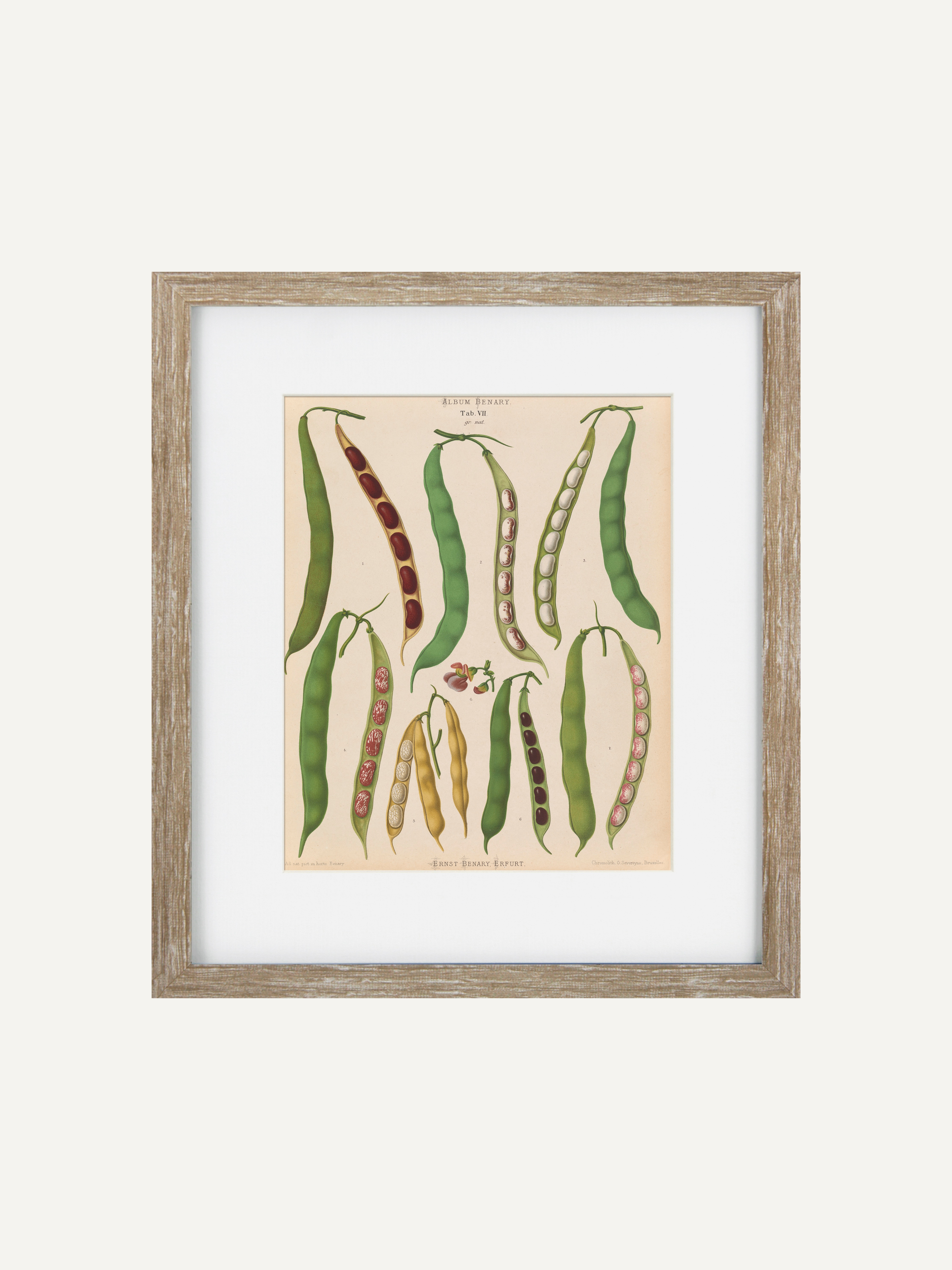 Framed botanical art print featuring vintage illustrations of various green and red bean pods on a beige background, enclosed in a light wood frame with a white mat.