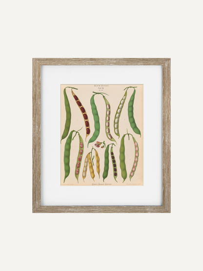 Framed botanical art print featuring vintage illustrations of various green and red bean pods on a beige background, enclosed in a light wood frame with a white mat.