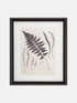 Framed botanical print with purple ferns on a white background