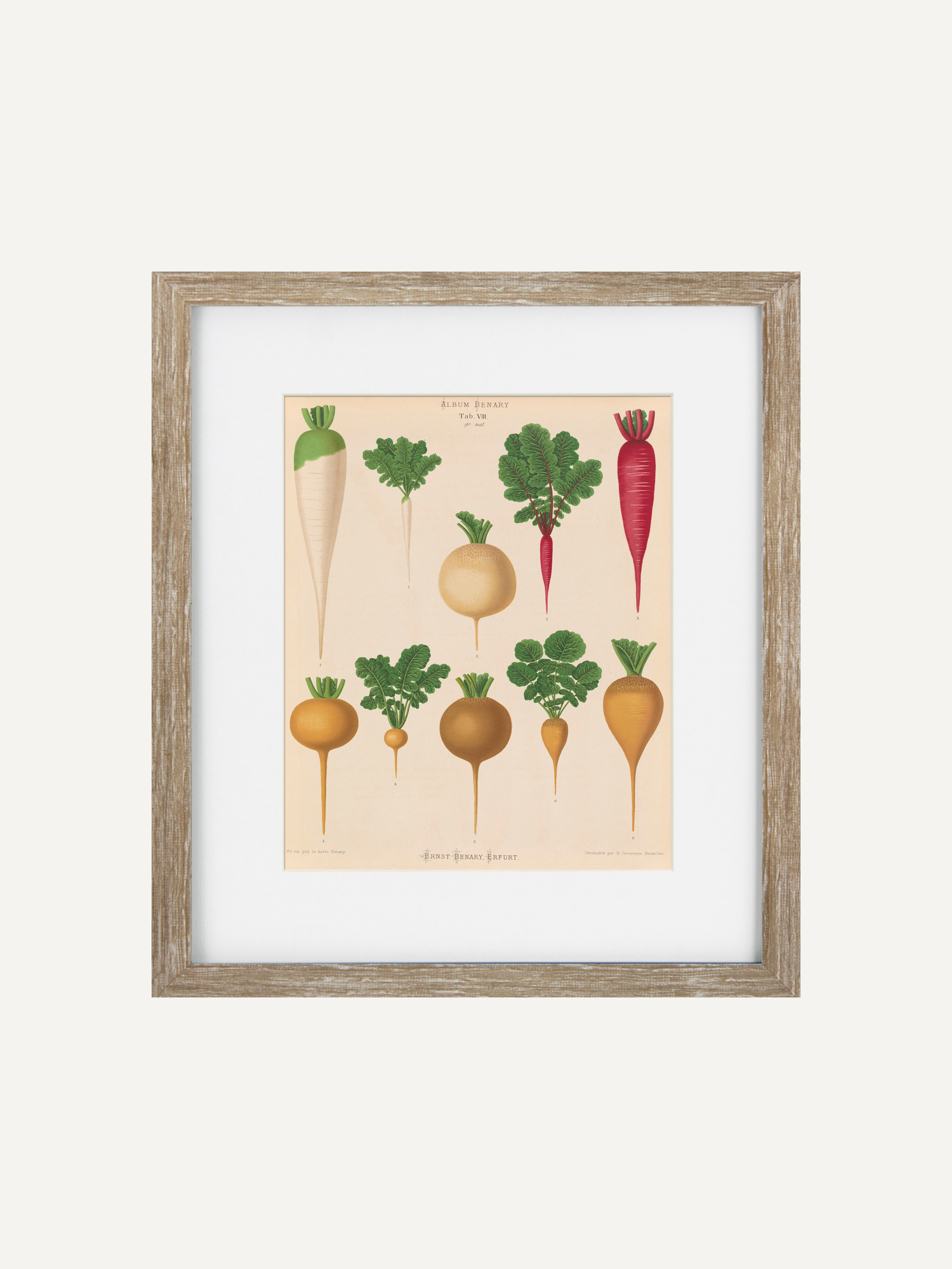 A framed botanical print featuring vintage illustrations of various turnips and radishes, set in a light natural wood frame with a white mat against a neutral off-white background.