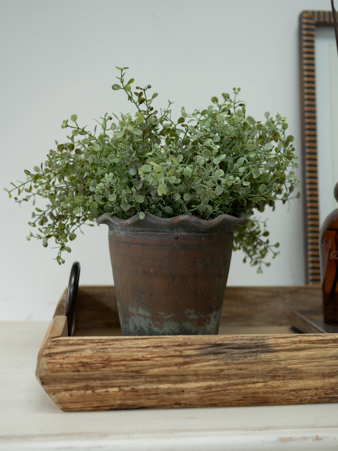 Potted plant in terracotta pie crust plant pot on a wooden tray with a white wall background