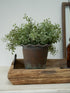 Potted plant in terracotta pie crust plant pot on a wooden tray with a white wall background